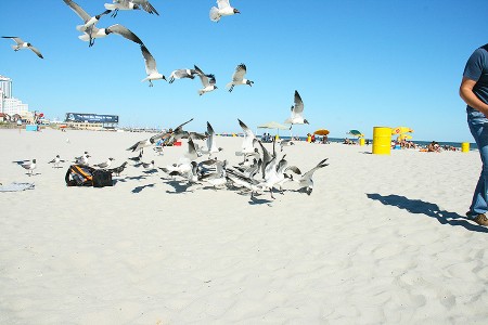 Сторінка Wasting Popcorn to Feed Birds за скетчем від Keeping The Best