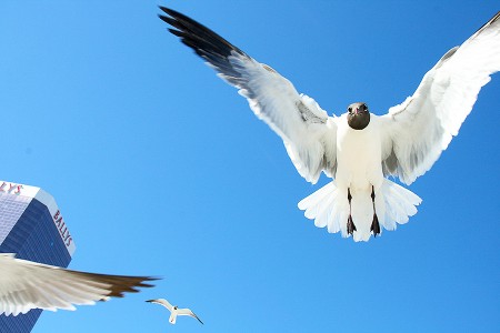 Сторінка Wasting Popcorn to Feed Birds за скетчем від Keeping The Best