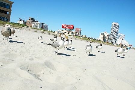 Сторінка Wasting Popcorn to Feed Birds за скетчем від Keeping The Best