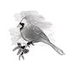 Spellbinders Cardinal 3D Shading Cling Stamp