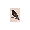 Hero Arts Rubber Stamp Starling on Branch